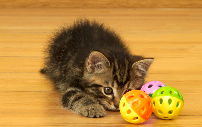 You’re probably just reading this for the kitten photos. (Photo: Auscape/Getty Image)
